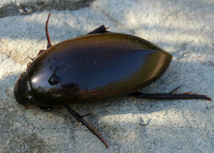 Water Beetle